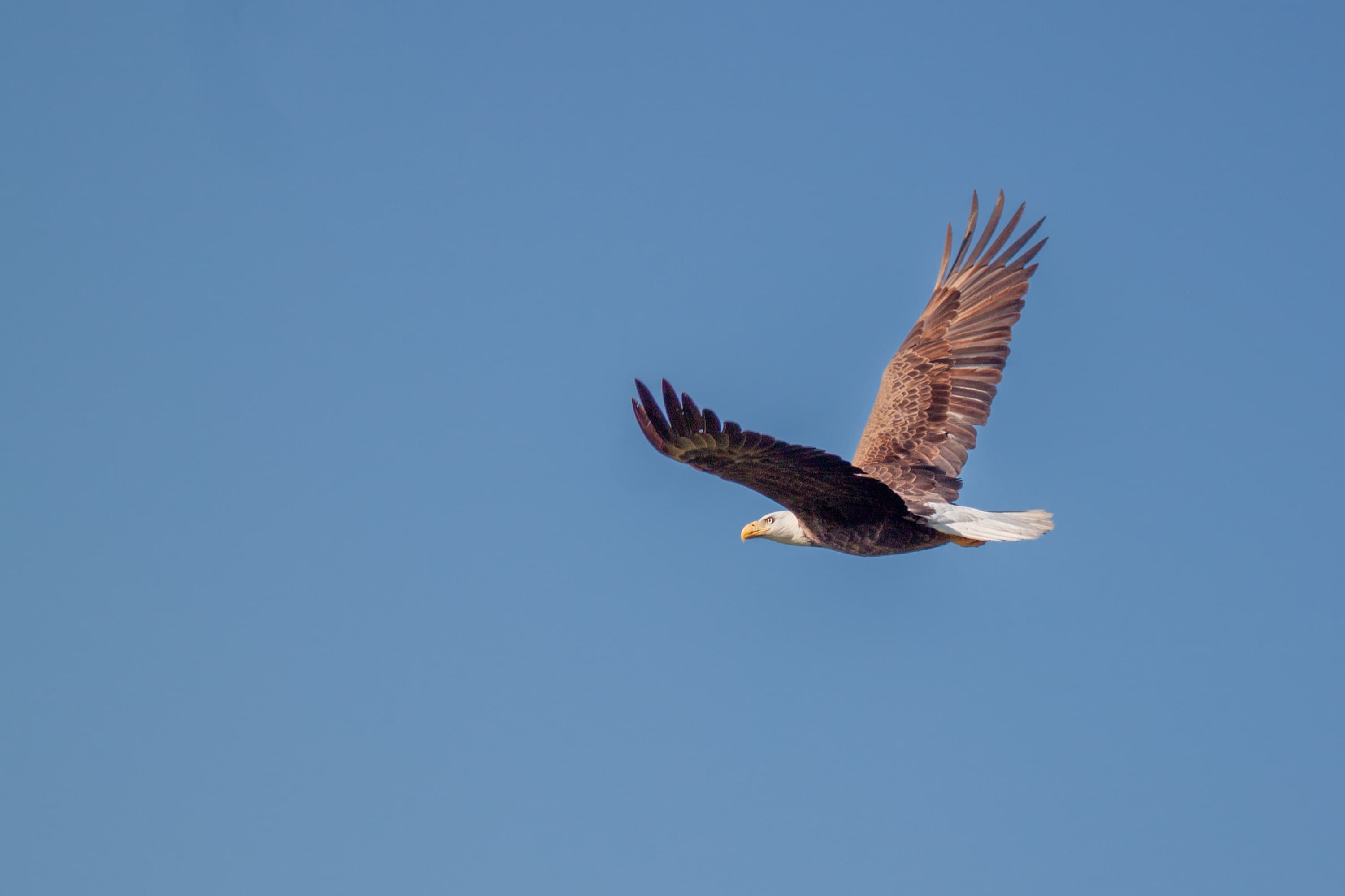 Photographing Wildlife: Patience, Persistence, and Being Ready